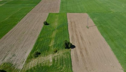 ESKİŞEHİR - Kuraklık nedeniyle strese girip erken başaklanan hububat çiftçiyi üzdü