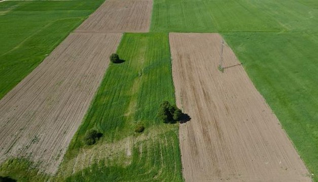 ESKİŞEHİR - Kuraklık nedeniyle strese girip erken başaklanan hububat çiftçiyi üzdü