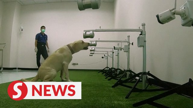 Thai sniffer dogs make Covid-19 detection debut