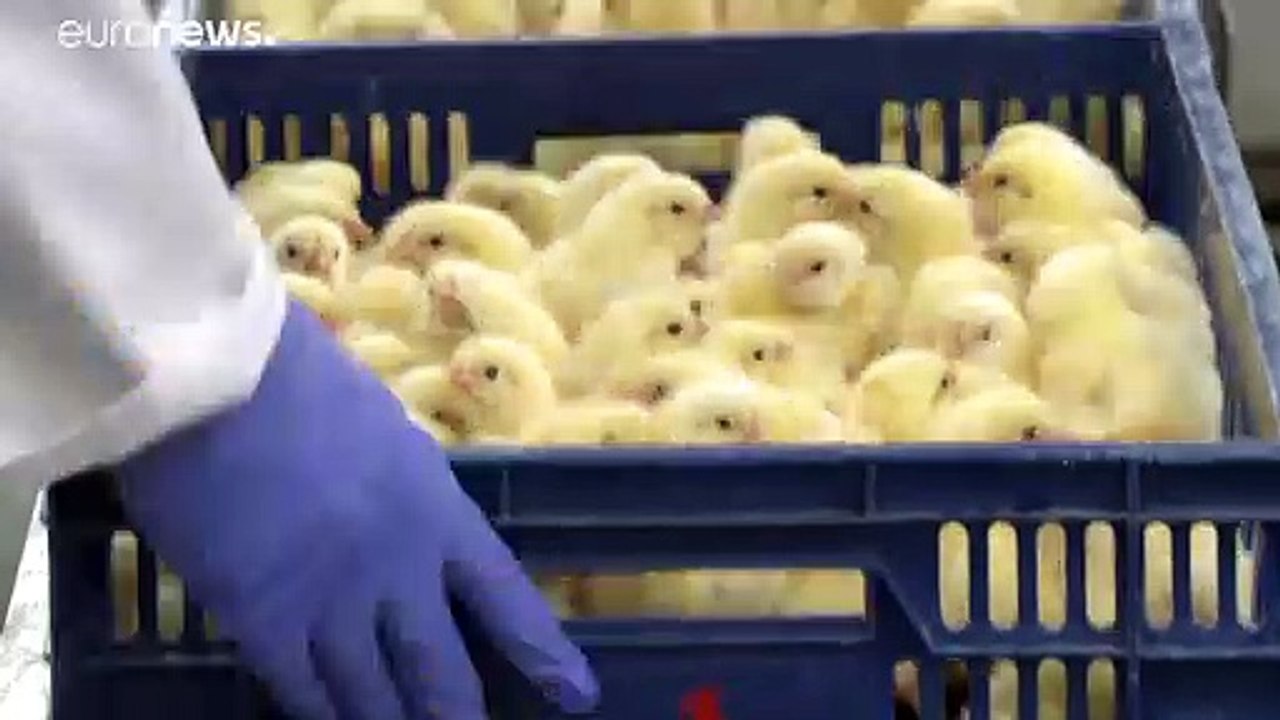 2022 ist Schluss mit Kükenschreddern