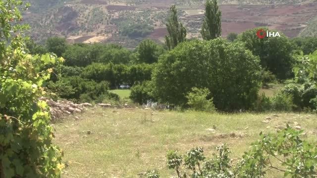 Susamları toprakla buluşturan çiftçinin yüzü güldü