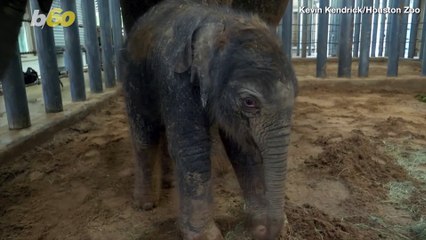 Adorable Baby Elephant Joins Herd