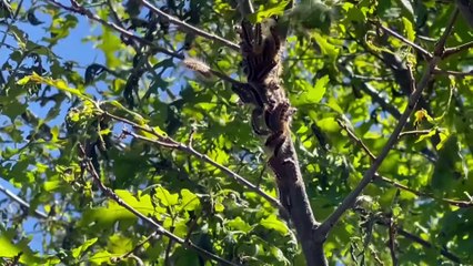 BİNGÖL - Ağaçları istila eden tırtıllar zarara yol açtı