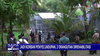 Dua Orangutan Korban Penyelundupan Jalani Rehabilitasi Sebelum Dilepasliarkan