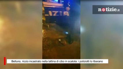 Belluno, riccio incastrato nella lattina di cibo in scatola: i poliziotti lo liberano