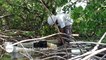 Nouvelle Calédonie - Protéger la mangrove