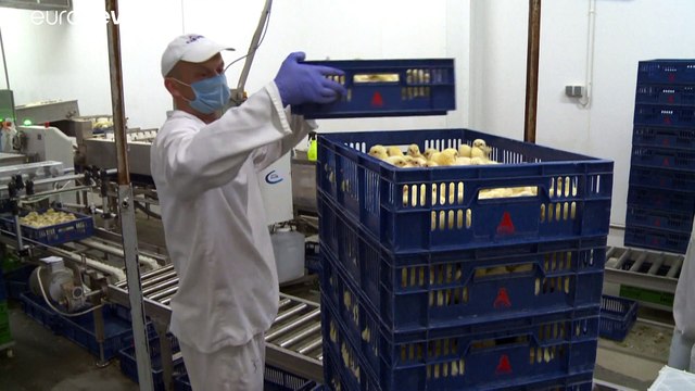 Berlin mettra fin au broyage et gazage des poussins vivants début 2022