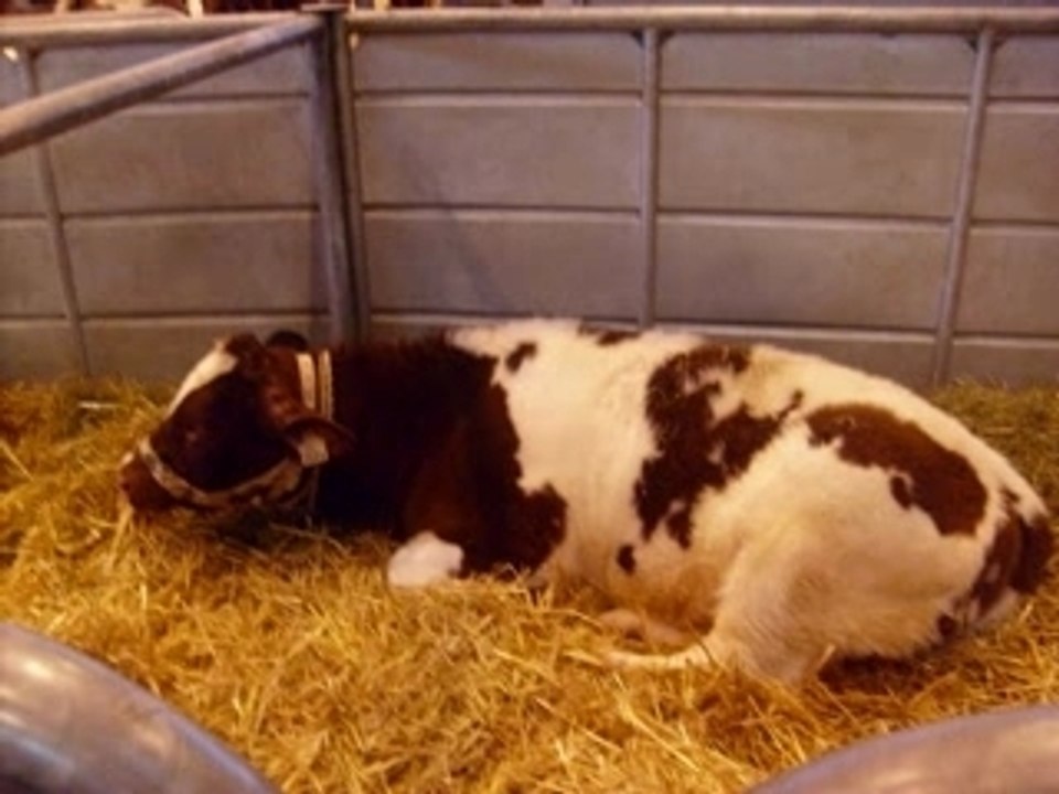 Le Salon De L'Agriculture
