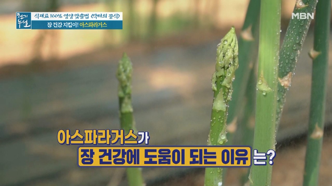 장 건강 지킴이! 아스파라거스의 재발견