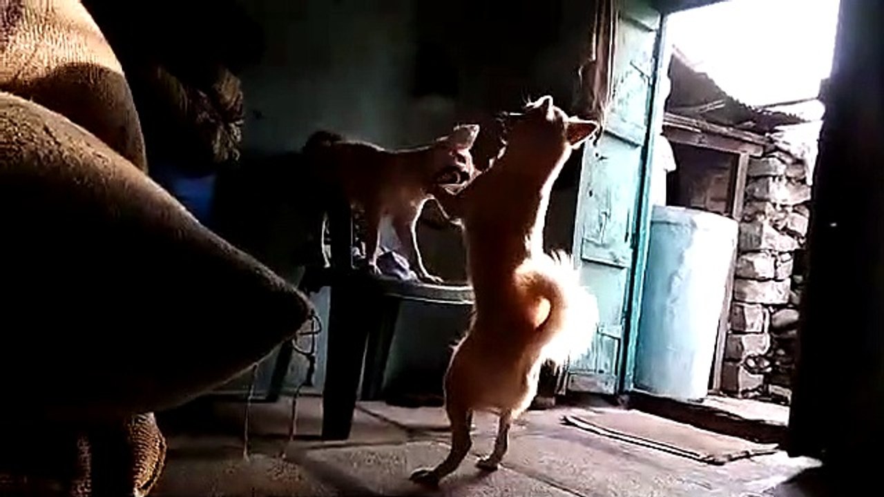 Funny video