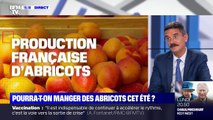 Pourra-t-on manger des abricots cet été ? - 21/05