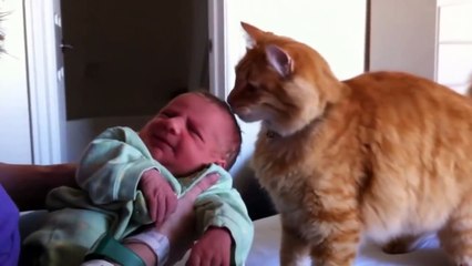 #Cats Meeting Babies for the FIRST Time NEW Compilation