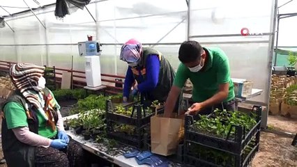 Gölbaşı Belediyesi fide dağıtımına başladı