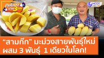 “สามก๊ก” มะม่วงพันธุ์ใหม่ ผสม 3 สายพันธุ์ ได้ 1 เดียวในโลก! (19 พ.ค. 64) คุยโขมงบ่าย 3 โมง