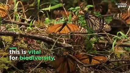 World has 'fallen far short' on biodiversity targets, says UN report