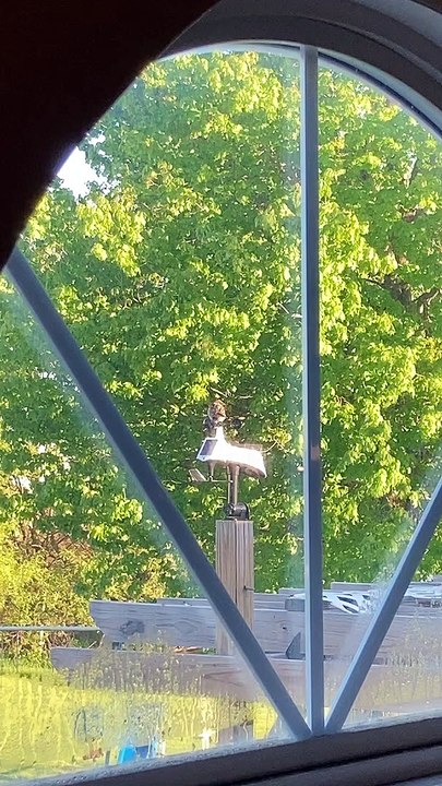 Chickadee Spins in Circles