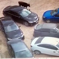 Comment expliquer à votre assurance qui a cabossé la voiture???