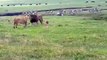 Un chien fait face à un couple de lions... Pas peureux le toutou