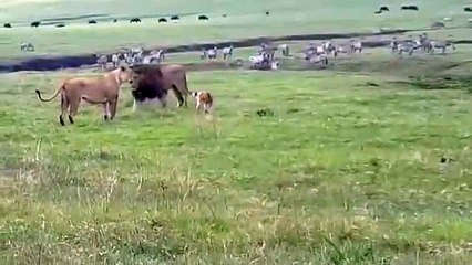 Un chien fait face à un couple de lions... Pas peureux le toutou