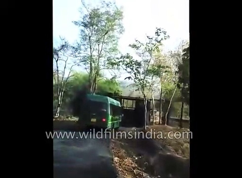 Un ours bien décidé à s'évader du parc...