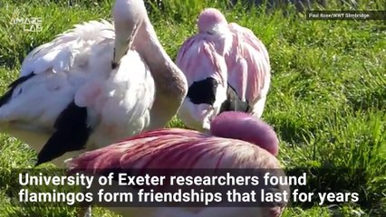 Can Flamingo Friendships Last for Years Just Like Humans?