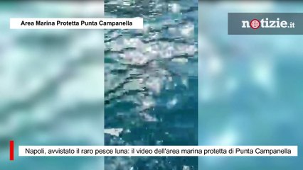 Napoli, avvistato il raro pesce luna: il video dell'area marina protetta di Punta Campanella