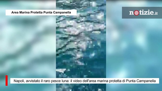 Napoli, avvistato il raro pesce luna: il video dell'area marina protetta di Punta Campanella