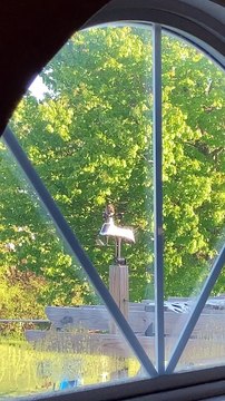 Chickadee Spins in Circles