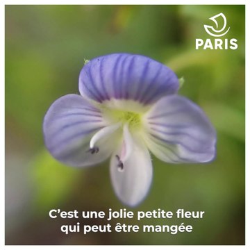 Balade urbaine à Paris : à la découverte des plantes sauvages