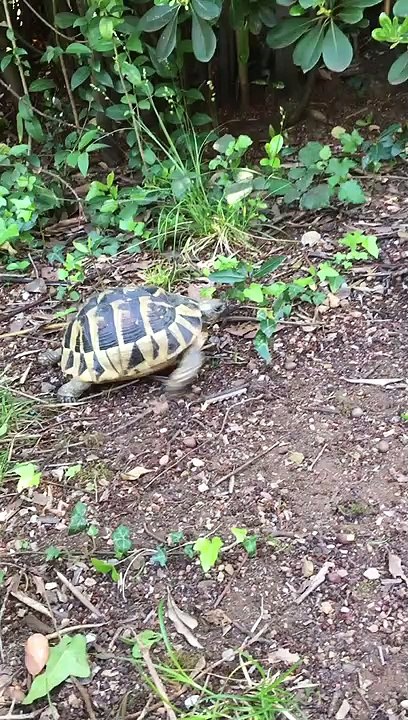 French Bulldog Fascinated by Brave Tortoise