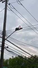 Turkey Sits On Streetlight