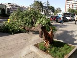 Başkent'te sert esen rüzgardan dolayı devrilen ağaç iki aracın üzerine yıkıldı