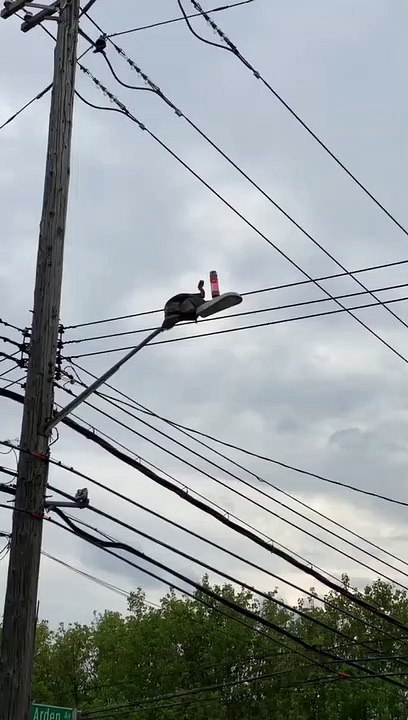 Turkey Sits On Streetlight