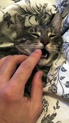 Sleepy Cat Receives Tooth Massage
