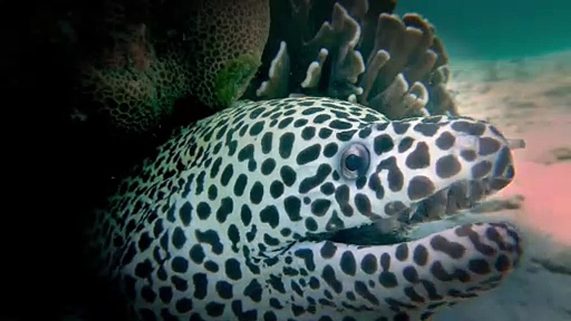 Face To Face With A Japanese Dragon Eel Video Dailymotion