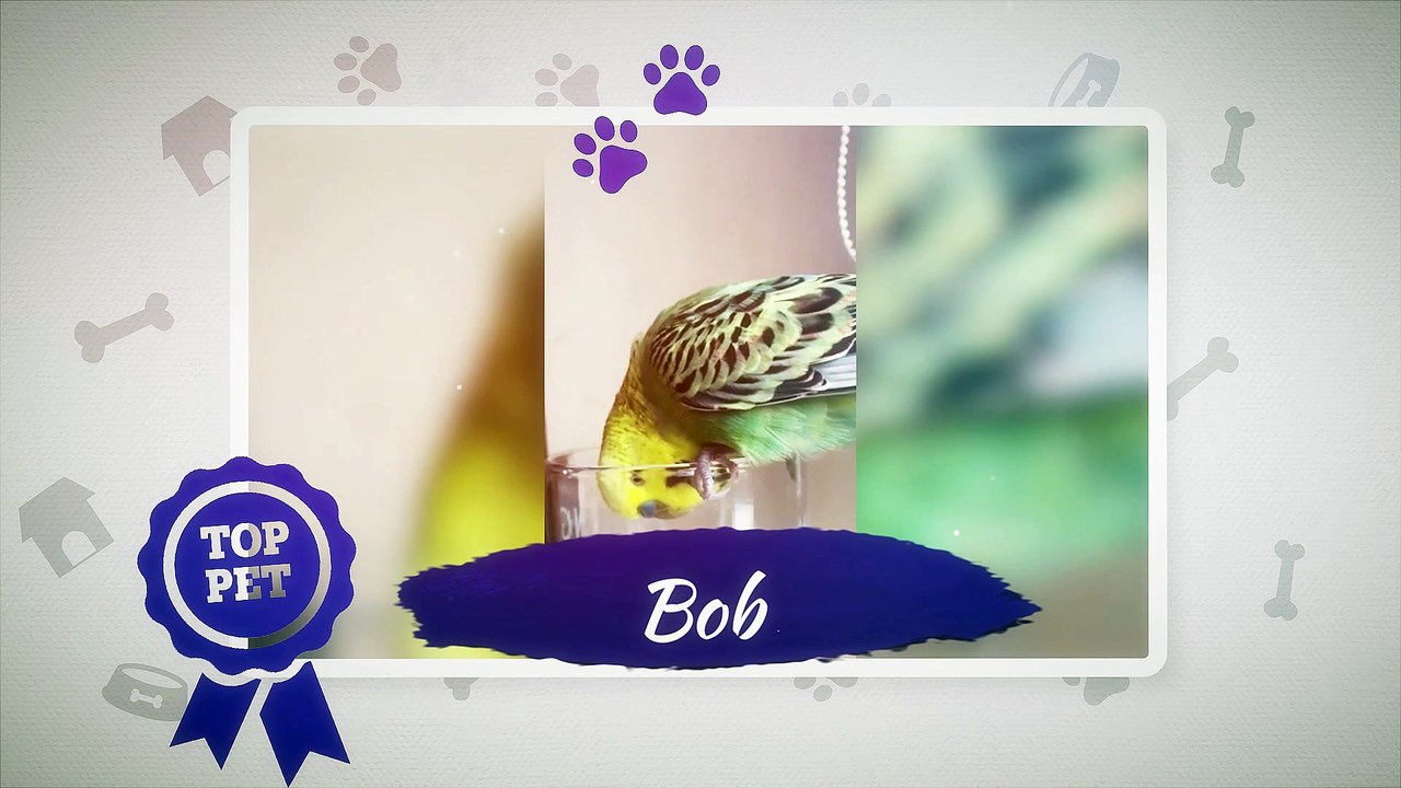 Top Pet - Halifax Courier
