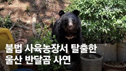불법농장 탈출 반달곰, 다시 악몽의 철창 돌아간 '딱한 사연' [영상]
