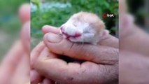 Muğla'da çift başlı doğan kedi görenleri şaşırttı