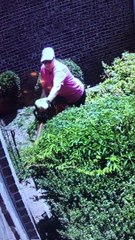 Snake Bites Woman as She Trims Shrubs