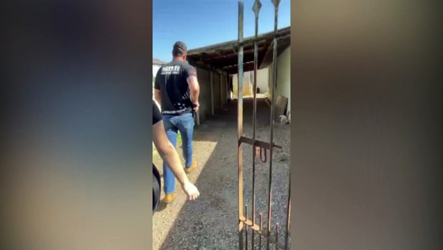 Cão com profundo corte no pescoço é resgatado pela Polícia Civil em São José dos Pinhais; tutor foi preso por maus tratos