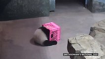 Panda cub and mother play with crate as Washington DC zoo reopens