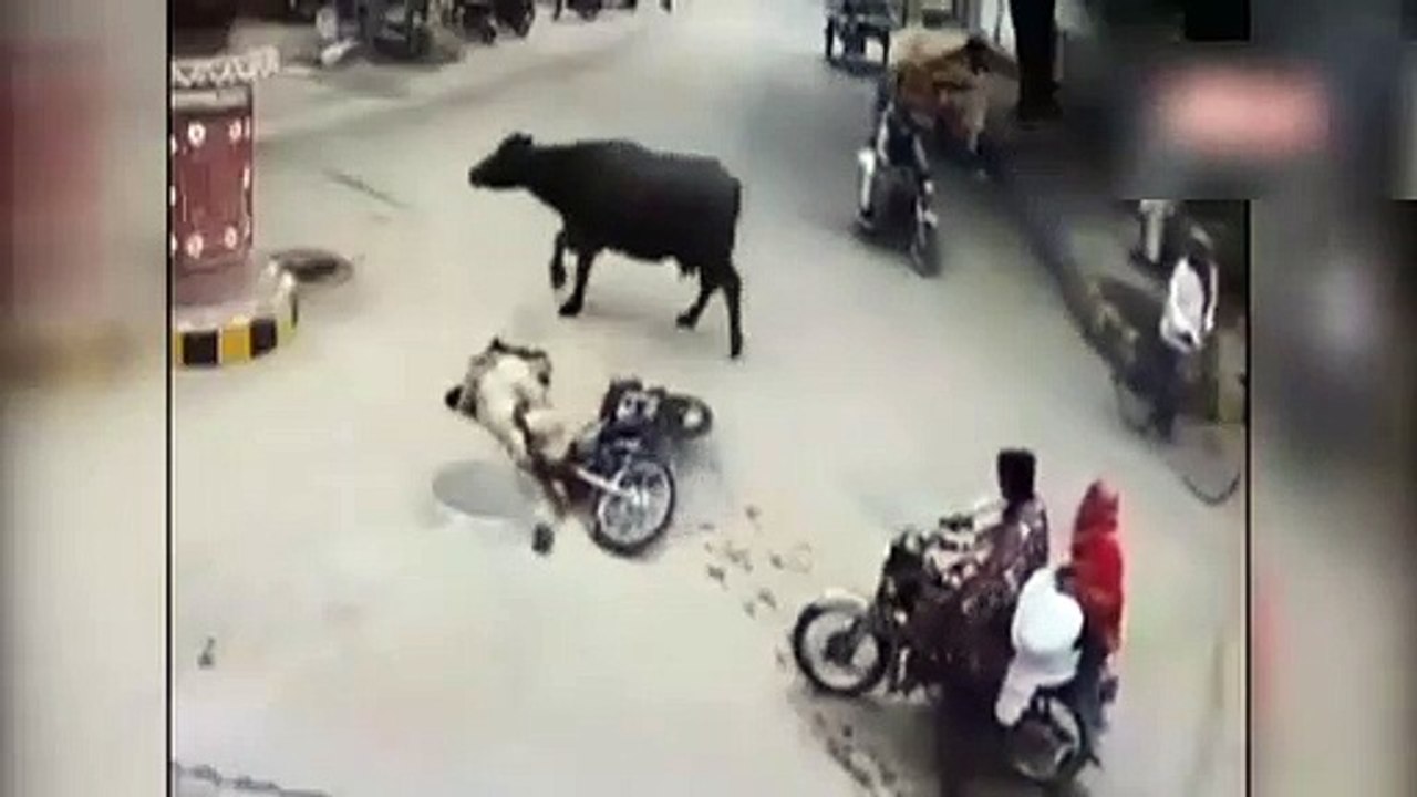 Bufalo motosiklet sürücüsünü ezdi!