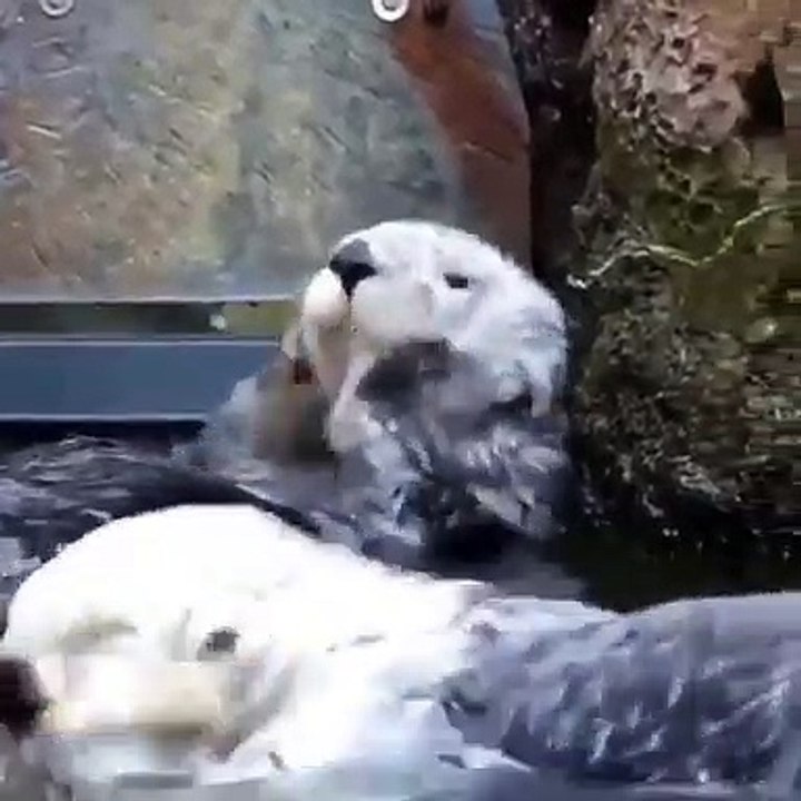 Look what this otter is doing!