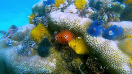 Under Sea Version of a Christmas Tree