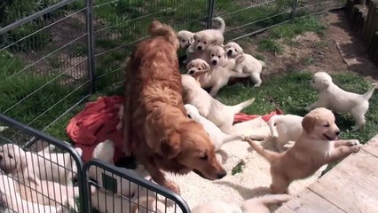 Cute Puppies playing !