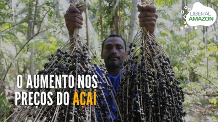 LIBERAL AMAZON | O aumento nos preços do açaí