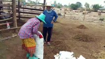 ชัยภูมิ ชาวบ้านแค่เลี้ยงวัวไม่มีจน ตัก ขี้วัว กรอกถุงขายทำเงิน สร้างรายได้เข้าครอบครัว สู้ภัยโควิด-19