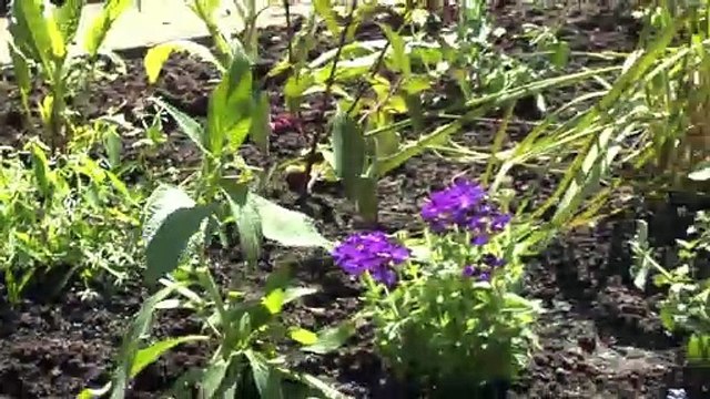 LES PROMENADES DE MICHOU64 W-D.D. - 19 MAI 2021 - PAU - AU PARC BEAUMONT DE NOUVELLES PLANTATIONS ET ALLONS DE BANCS EN BANCS ET SUR UNE CHAISE LONGUE