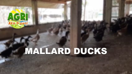 “MALLARD DUCKS” Ep.37 AGRI Ako D’yan