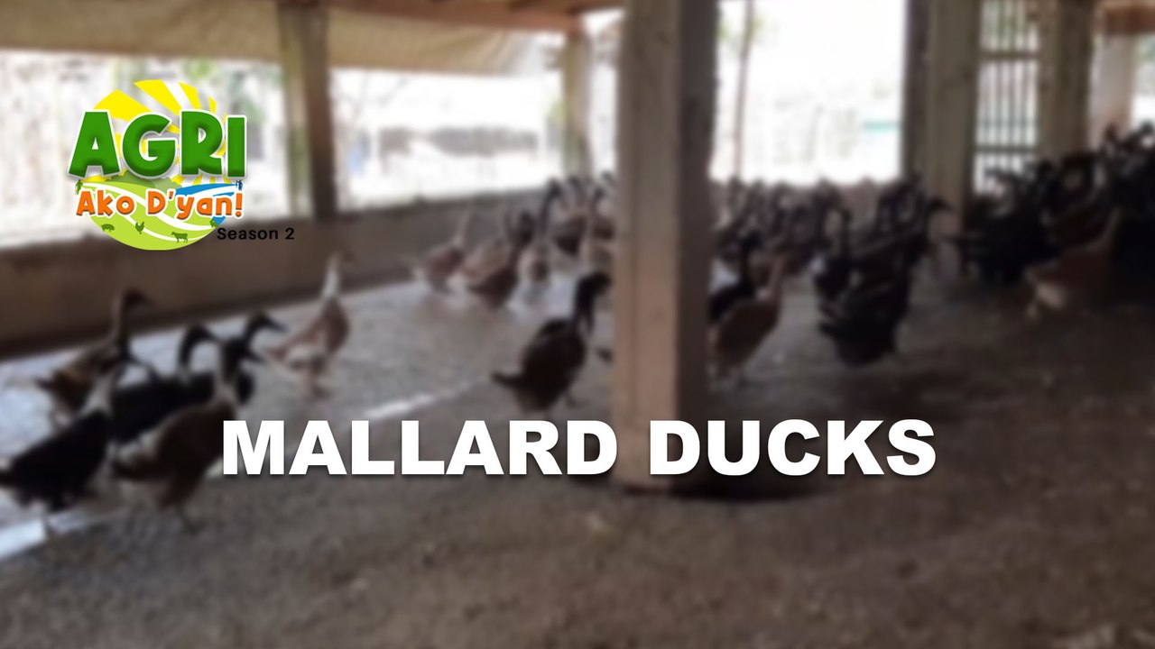 “MALLARD DUCKS” Ep.37 AGRI Ako D’yan